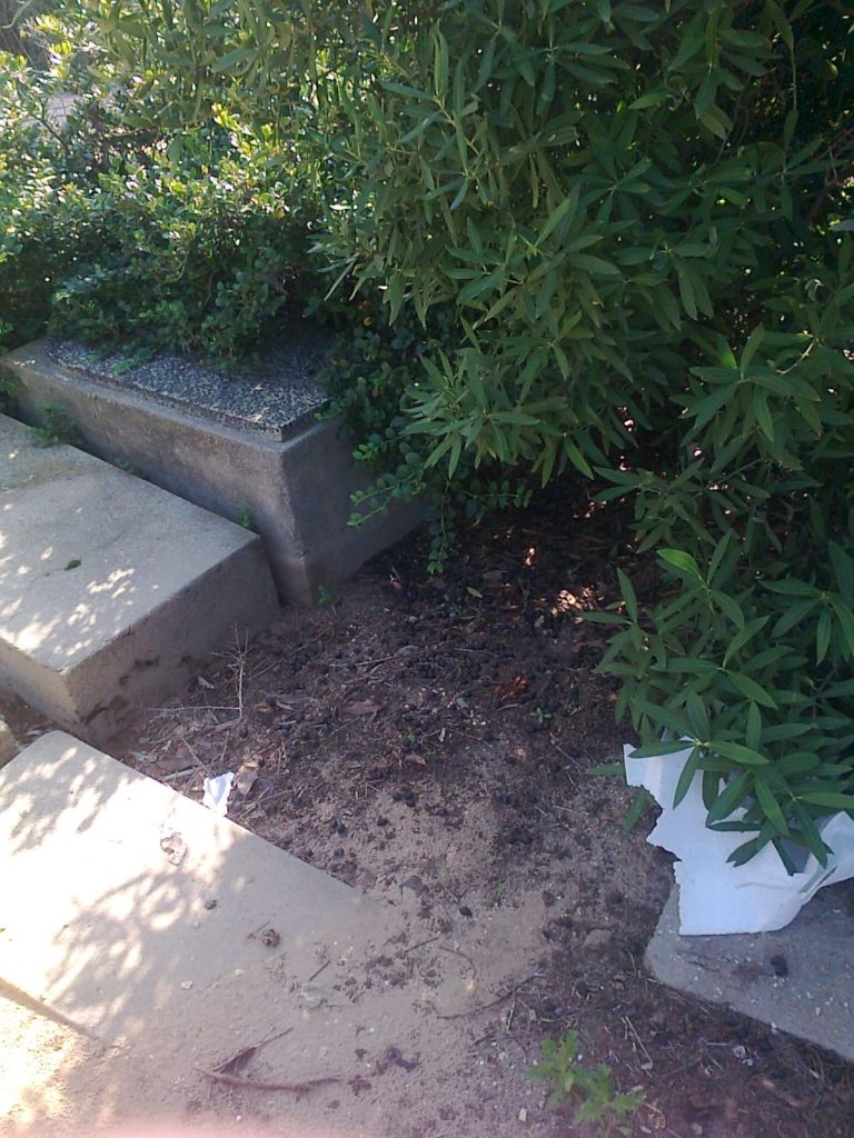 תיעוד: הזנחה משוועת בבית הקברות היהודי העתיק ביפו