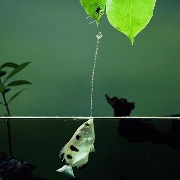 מעניין: דג החץ יורה מפיו מים כמו אקדח לצוד את טרפו