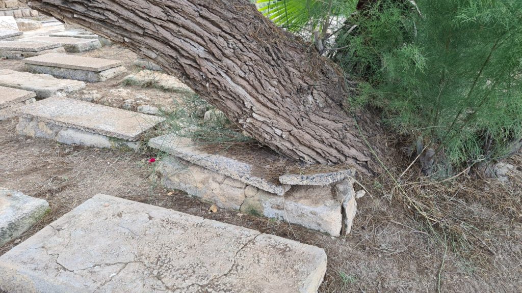 סערת ההזנחה בבית הקברות היהודי ביפו נמשכת • תיעוד