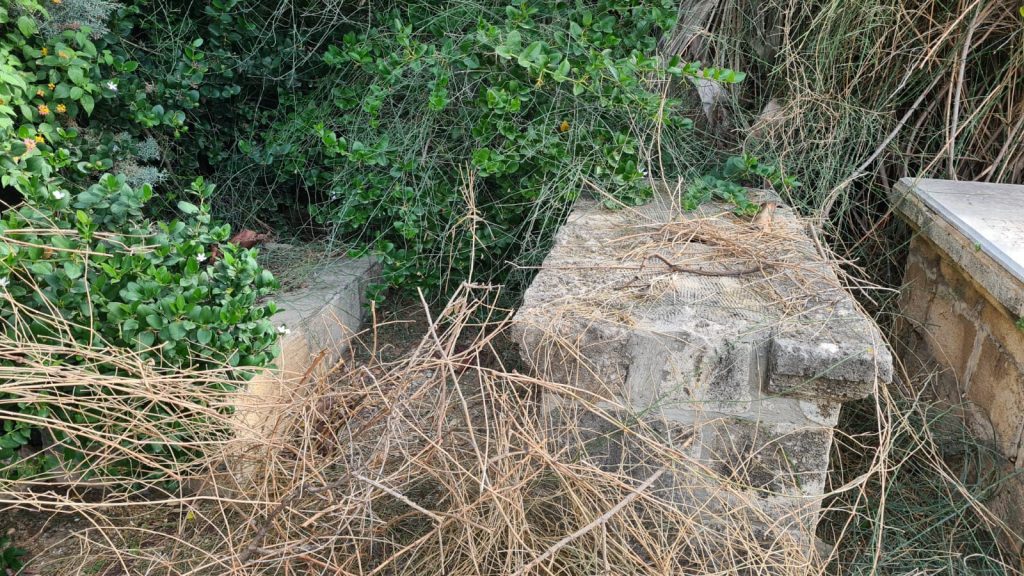 סערת ההזנחה בבית הקברות היהודי ביפו נמשכת • תיעוד