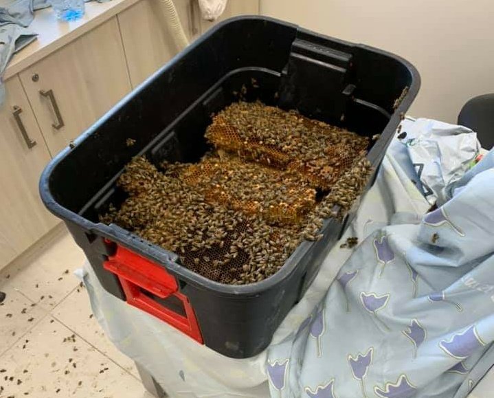 צפו: באיכלוב שברו קיר ומצאו אלפי דבורים