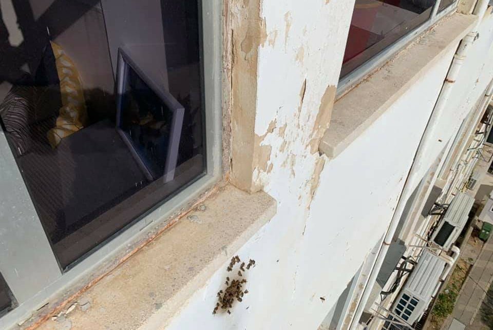 צפו: באיכלוב שברו קיר ומצאו אלפי דבורים