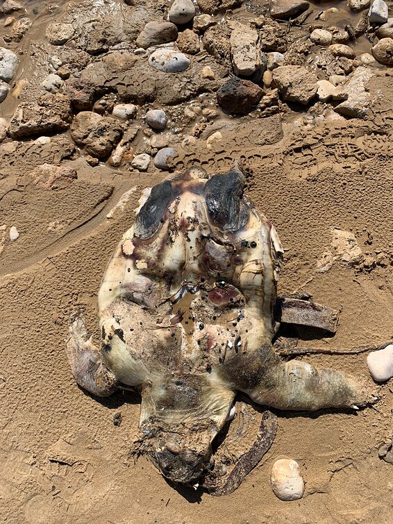 זיהום בחופי הארץ: שני פצועים ועשרות בע"ח מאדי הנפט