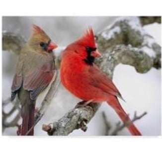 טייס גילה בשמים משהו ארוך ומוזר ואין לכך הסבר • כותרות מהעולם