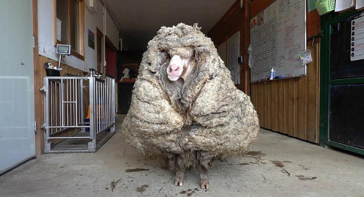 טייס גילה בשמים משהו ארוך ומוזר ואין לכך הסבר • כותרות מהעולם