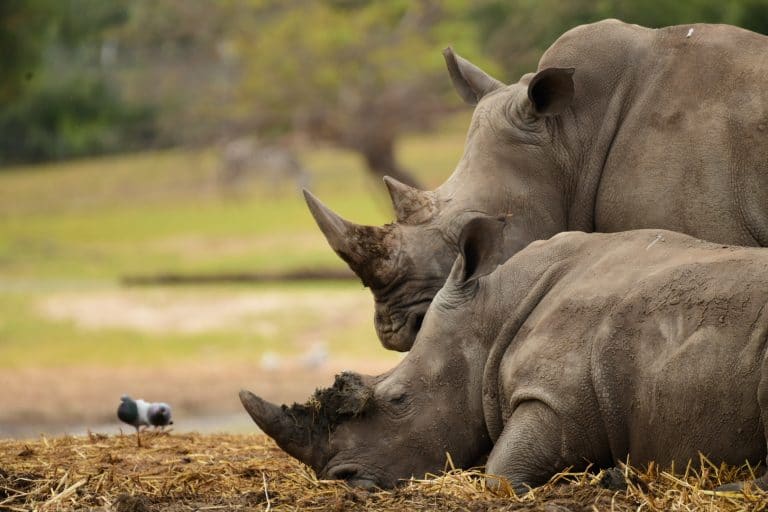 לאכזבת הילדים: הספארי ברמת גן נסגר הבוקר למבקרים