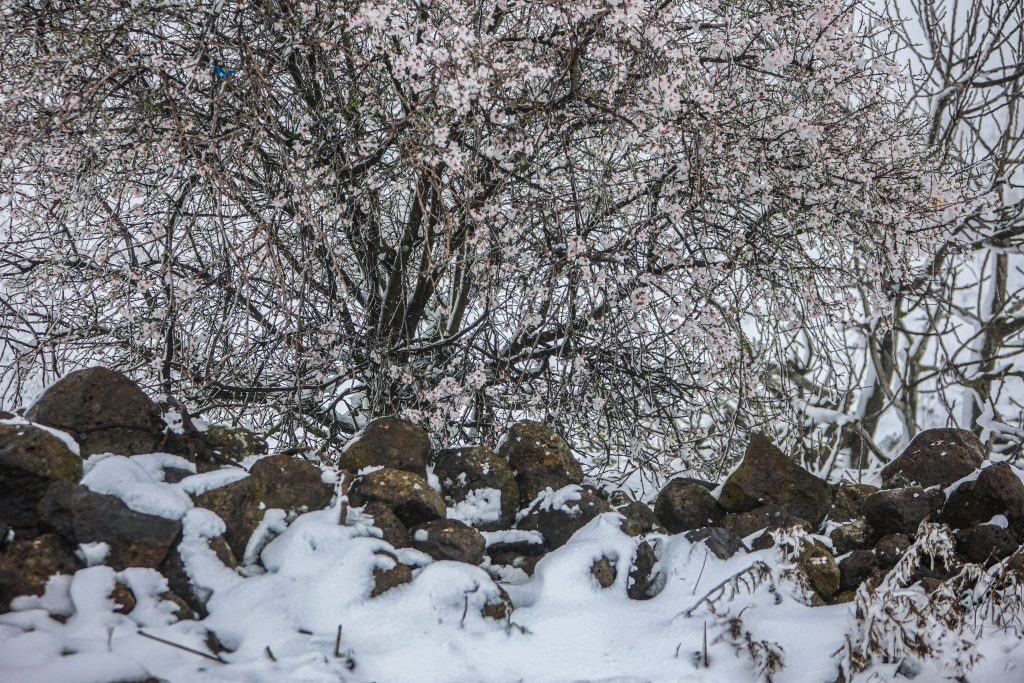 ההיערכות, הסערה, ונזקי הסופה • תמונות מרחבי הארץ