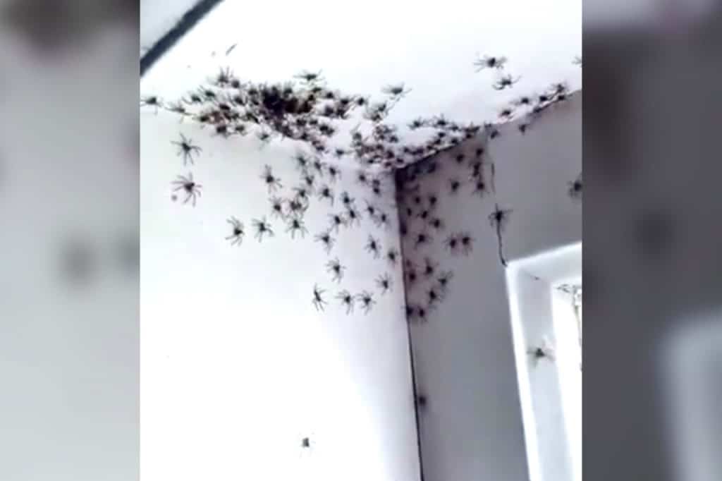 אדם זכה בלוטו פעם שישית ואיך מתמודדים עם עכבישים • בעולם