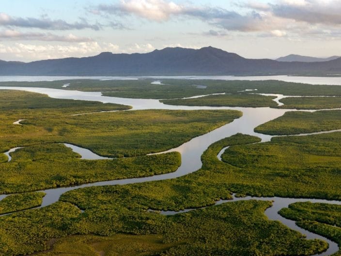 עיר שלמה בחושך בגלל חתול ונגיף חדש בגינאה • בעולם