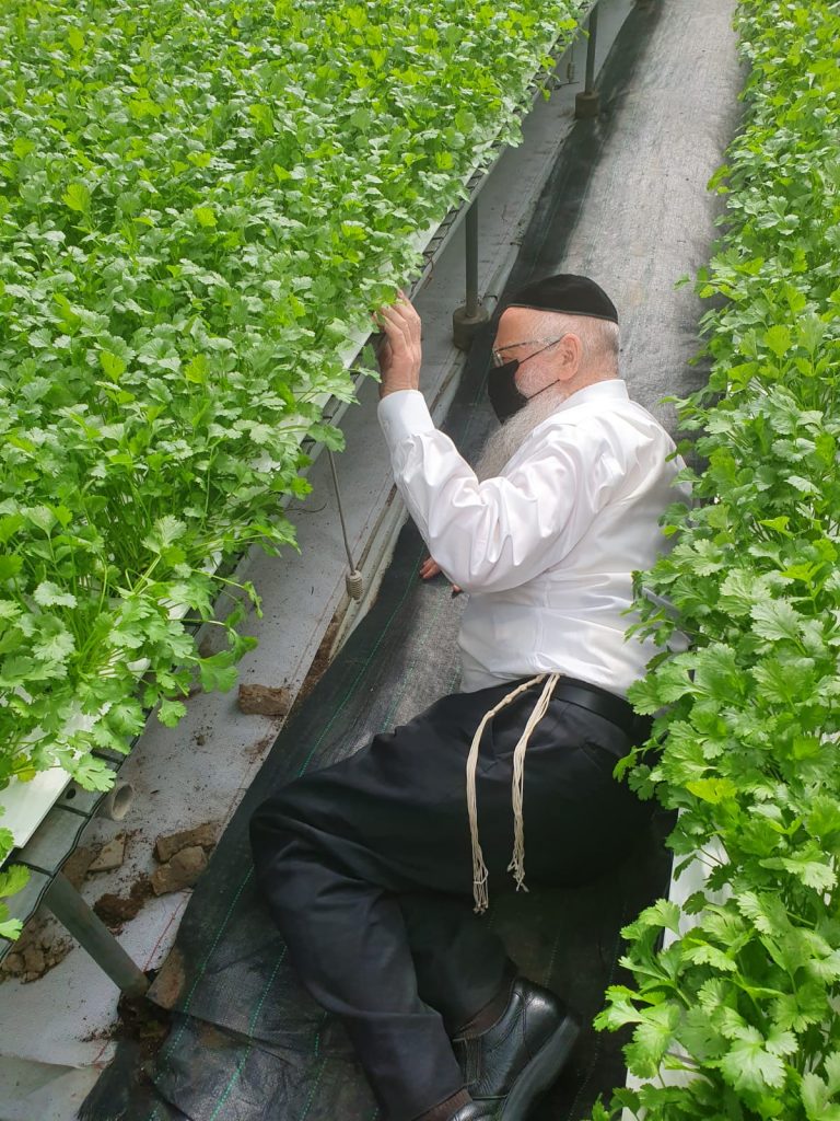 קָרְבָה שְׁנַת הַשֶּׁבַע: הגר"י אפרתי בסיור בחממות