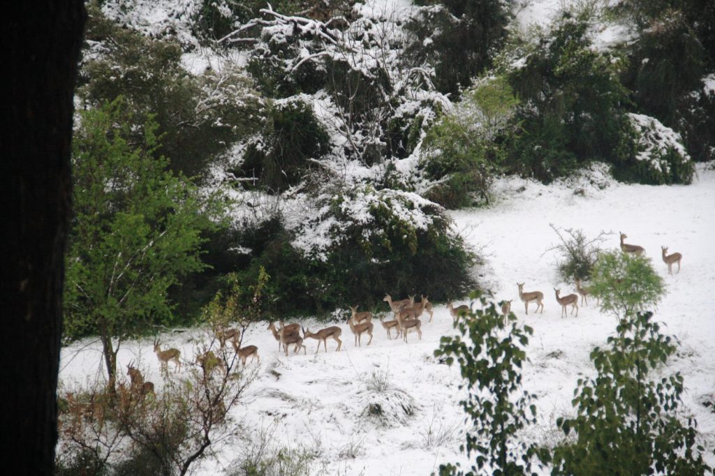 תיעודים מרהיבים מהשלג בירושלים: עמק הצבאים, ונחל שורק