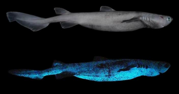 מתיחות בין סין לטאיוואן בגלל אננס • סיקור מצולם מהעולם