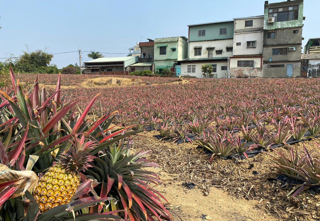 מתיחות בין סין לטאיוואן בגלל אננס • סיקור מצולם מהעולם