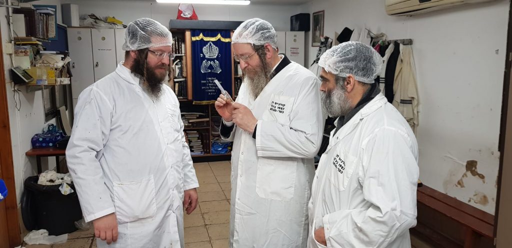 לקראת פסח: רבני קהילת סאטמר בני ברק יצאו לשחוט