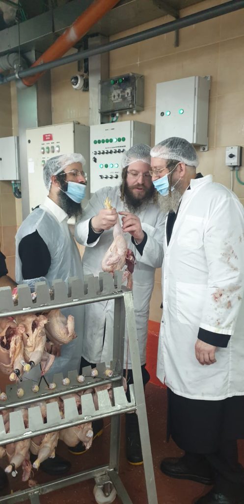 לקראת פסח: רבני קהילת סאטמר בני ברק יצאו לשחוט