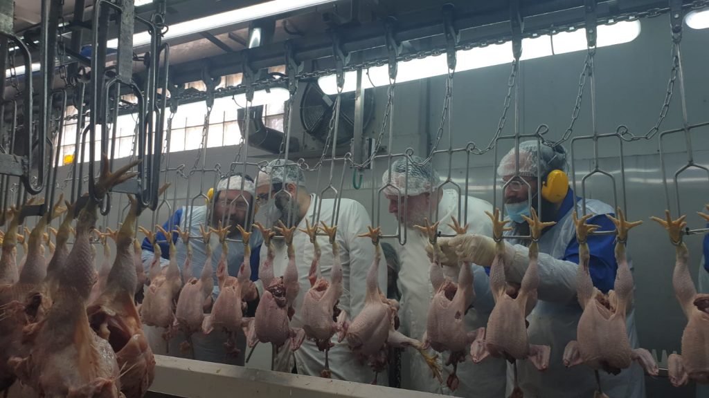 לקראת פסח: רבני קהילת סאטמר בני ברק יצאו לשחוט