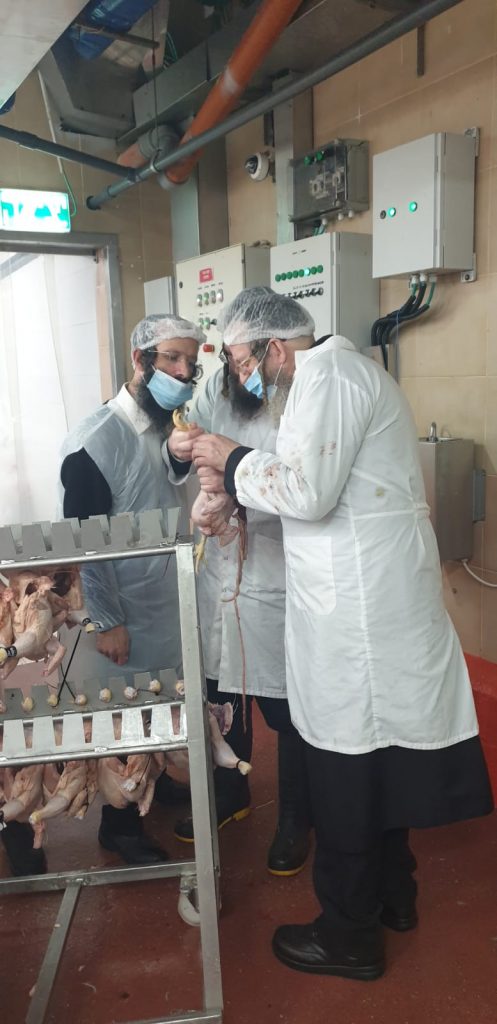 לקראת פסח: רבני קהילת סאטמר בני ברק יצאו לשחוט