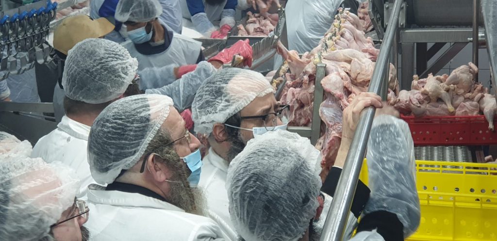 לקראת פסח: רבני קהילת סאטמר בני ברק יצאו לשחוט