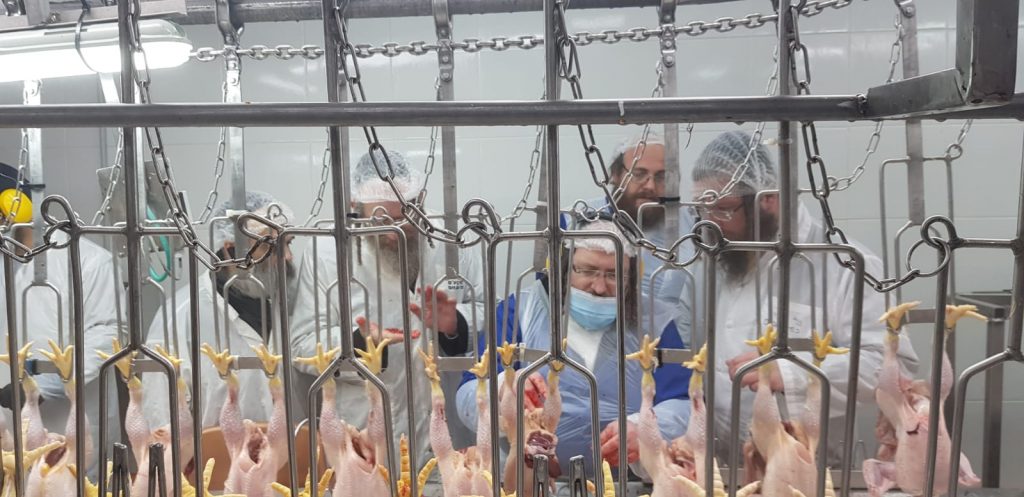 לקראת פסח: רבני קהילת סאטמר בני ברק יצאו לשחוט