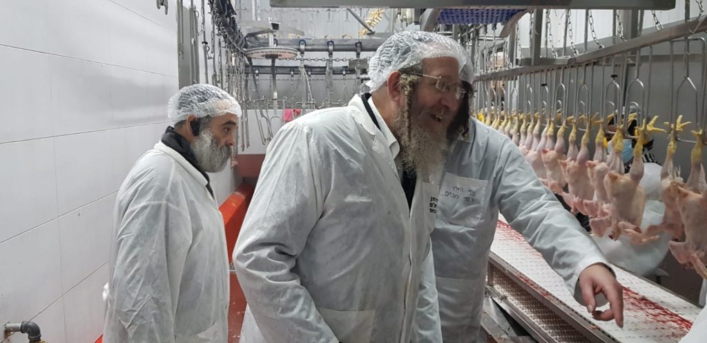 לקראת פסח: רבני קהילת סאטמר בני ברק יצאו לשחוט