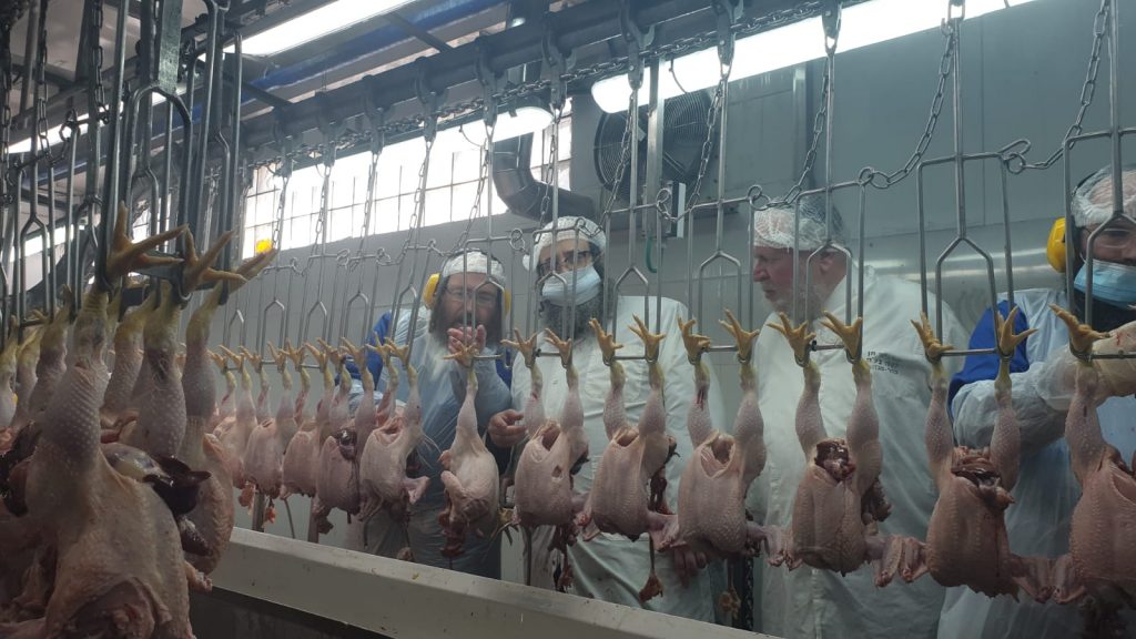 לקראת פסח: רבני קהילת סאטמר בני ברק יצאו לשחוט