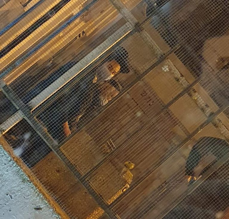 מקומם: מעצרו של הנער הלוקה בנפשו יוארך בעקבות שאלה מכשילה