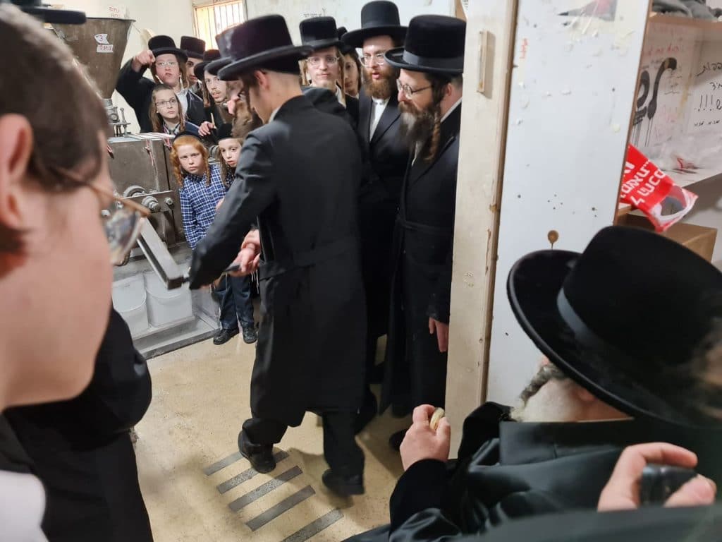 גלריה: האדמו"ר מויז'ניץ בטחינת חיטים
