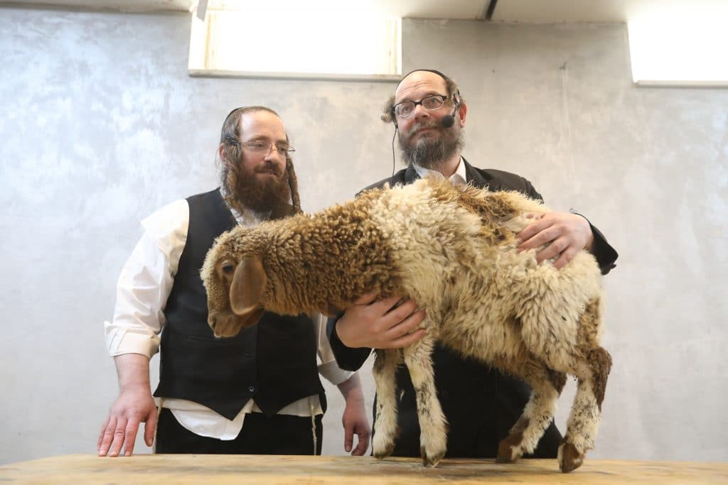 מאות תושבי בית שמש במעמד שחיטה של שה