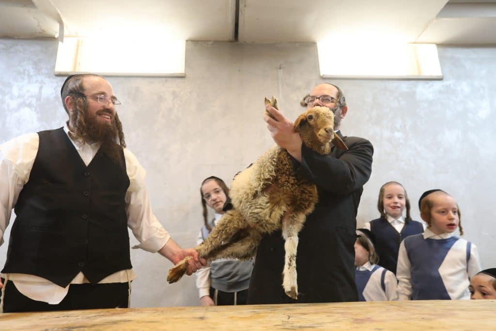 מאות תושבי בית שמש במעמד שחיטה של שה