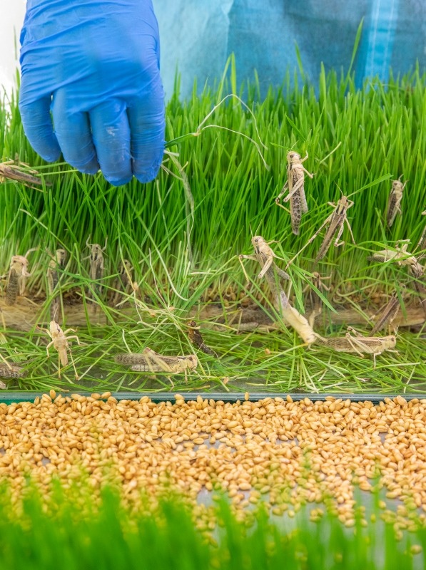 צפו: כך אוכלים חגב כשר למהדרין