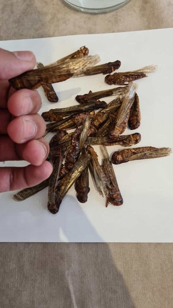 צפו: כך אוכלים חגב כשר למהדרין