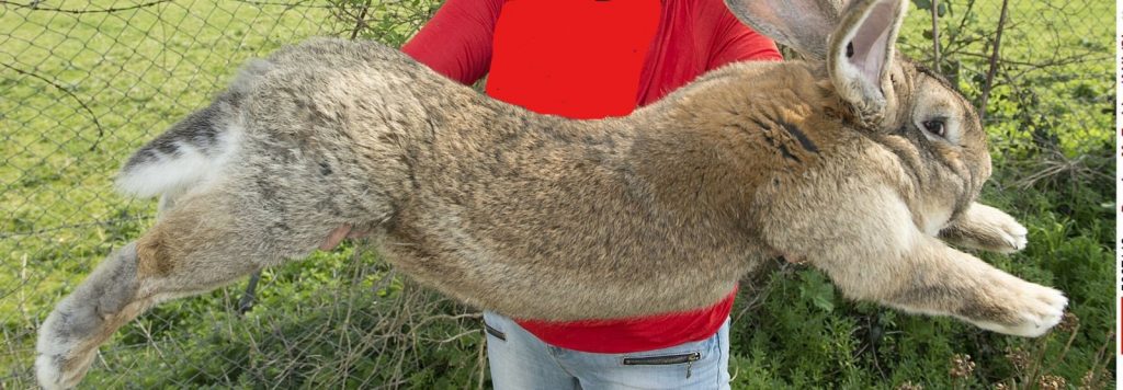 תיק יד שעולה יותר ממטוס, פרה חולצה מבריכה • בעולם