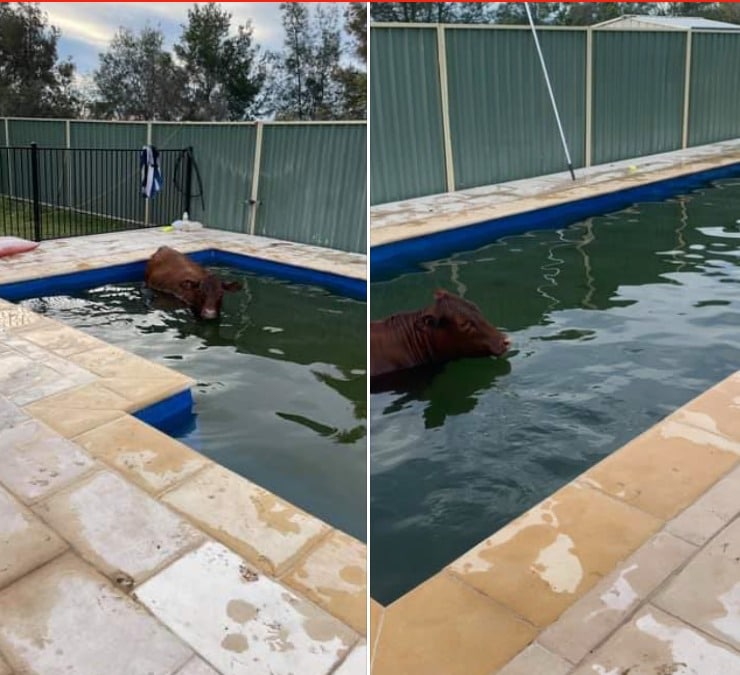 תיק יד שעולה יותר ממטוס, פרה חולצה מבריכה • בעולם