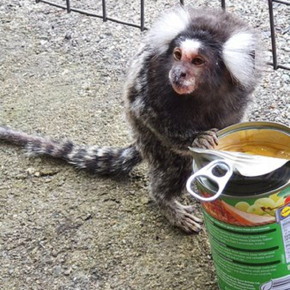 את החתול המהיר בעולם כבר ראיתם? תמונות מהעולם