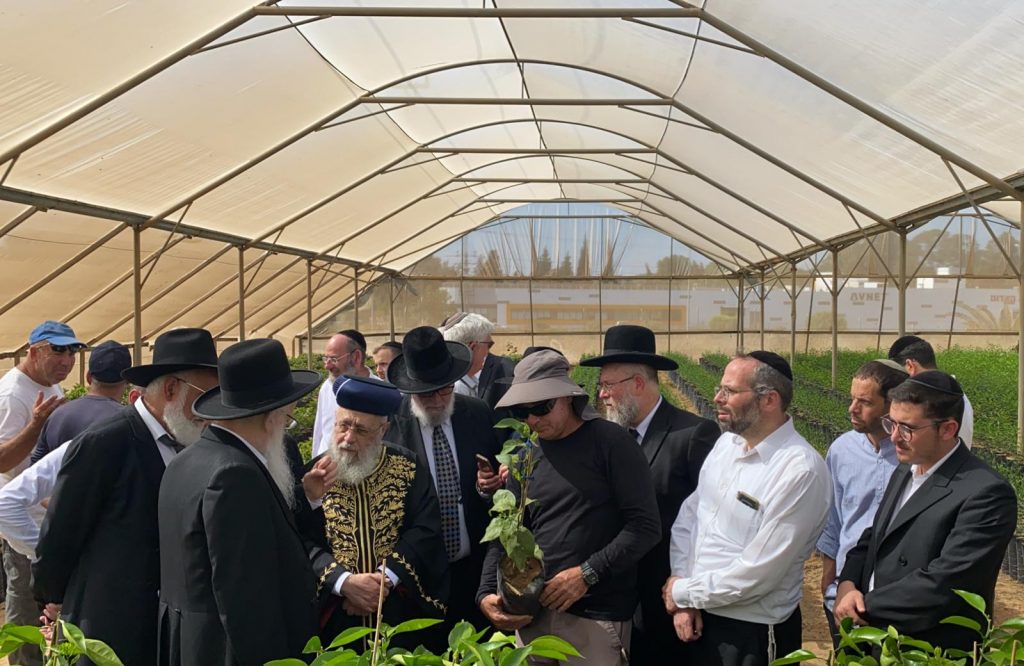הראשל"צ והגר"י אפרתי בסיור מיוחד במשתלות עצים לקראת השמיטה