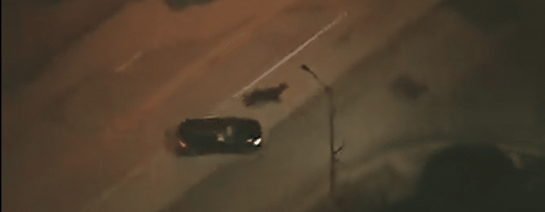 40 פרות נמלטו מבית המטבחיים