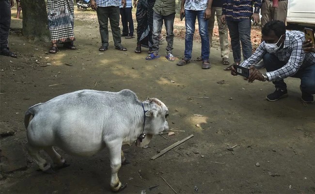 חדשות מעיתוני העולם: תאו שיכור, כלב על הצוק, ופרה גמדה