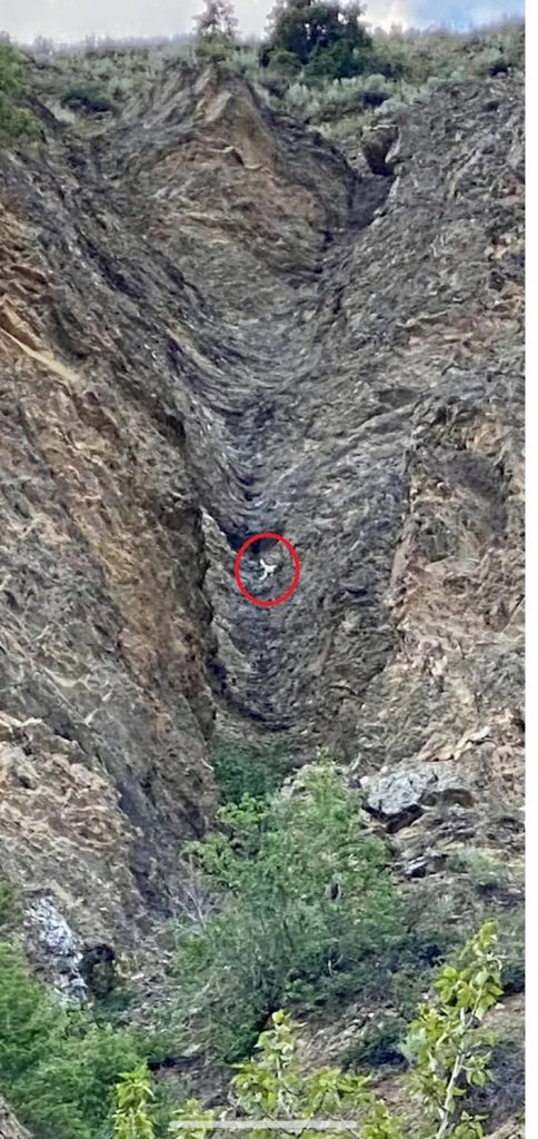 חדשות מעיתוני העולם: תאו שיכור, כלב על הצוק, ופרה גמדה