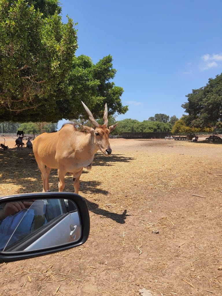 הספארי ברמת גן