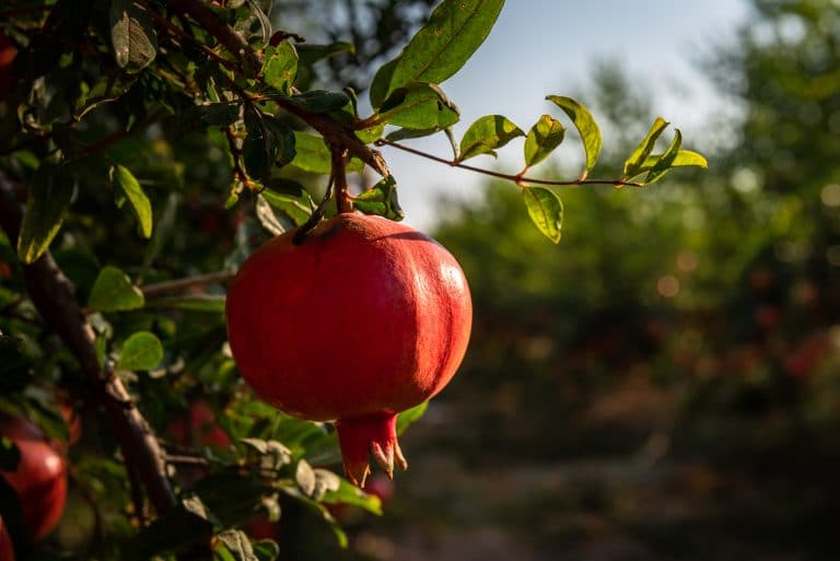 השבוע הישראלים יקנו יותר דגים, תפוחים, ורימונים