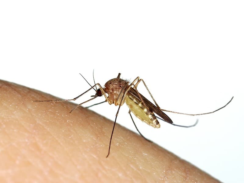 השר שהפך לשליח פיצה, שיטה שתעלים בני אדם מיתושים • חדשות מהעולם