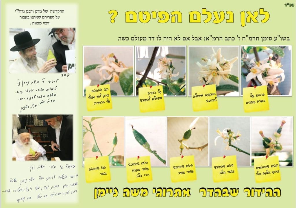 צפו: האם צריך לחשוש לנפילת הפיטם? הדיון בסוכת הגראי"ל שטיינמן זצ"ל