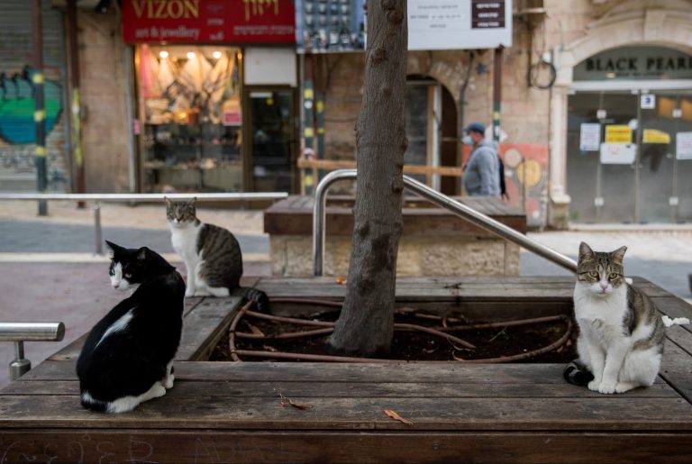 שימוש "ראוי" לכספי הציבור: 12 מיליון ש"ח (!) יועברו ל'קהילת החתולים'