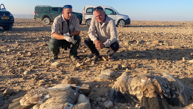 לאחר דגימה: מות תשעה הנשרים הוא כתוצאה מהרעלה