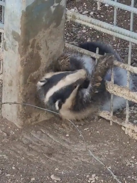 מתוך חשבון הטוויטר של רובי המרשלג