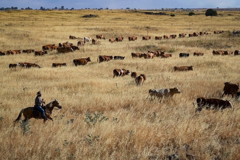 כך ייקראו שני היישובים החדשים שיקומו ברמת הגולן