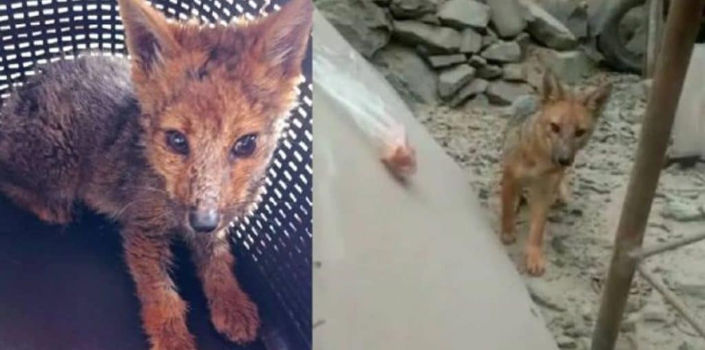 האדם שנקבר עם הרכב לבקשתו, והכלב שהתגלה כשועל • חדשות מהעולם