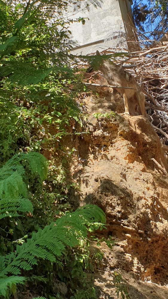 פחד בבני ברק: תנים בהר שלום - אין פתרון חוקי באופק
