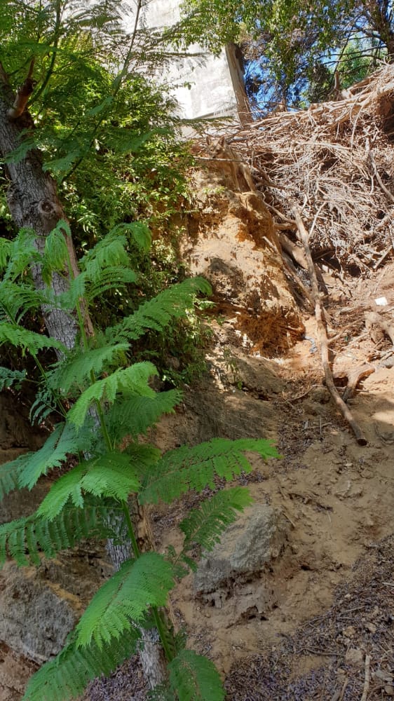 פחד בבני ברק: תנים בהר שלום - אין פתרון חוקי באופק