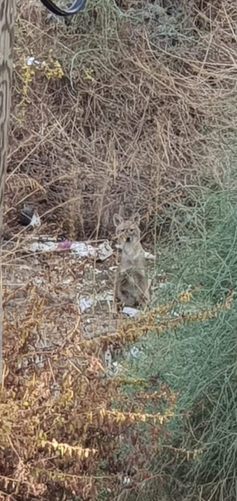 פחד בבני ברק: תנים בהר שלום - אין פתרון חוקי באופק